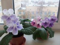 Лот: 3678776. Фото: 4. Стрептокарпус DS-Мистика, детка... Красноярск