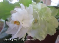 Лот: 7889811. Фото: 3. "Spring Rose" лист фиалка. Густомахровые... Растения и животные