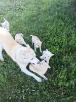 Лот: 17893510. Фото: 2. щенки хаски. Животные и уход