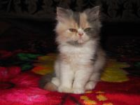 Лот: 4223342. Фото: 10. Персидские экзот.