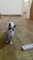 Лот: 10557041. Фото: 2. Породистый кот. Животные и уход