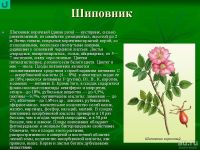 Лот: 13452639. Фото: 2. шиповник. Семена, рассада, садовые растения