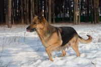 Лот: 2474756. Фото: 2. Отдам щенка немецкой овчарки... Животные и уход