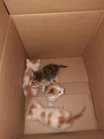 Лот: 23640121. Фото: 3. Микро кот🐱. Растения и животные
