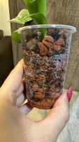 Лот: 21791963. Фото: 2. Орхидея фаленопсис Phal. Jia Ho... Комнатные растения и уход