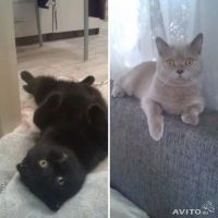 Лот: 4619835. Фото: 5. Шотландские котята