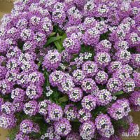 Лот: 9711573. Фото: 4. Рассада алиссума фиолетового и... Красноярск