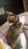 Лот: 11434290. Фото: 3. Котята. Растения и животные