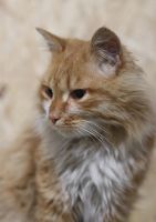 Лот: 7780819. Фото: 4. Ласковый молодой котик бесплатно. Красноярск