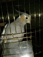 Лот: 3966608. Фото: 2. Попугай корелла с клеткой. Животные и уход
