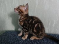 Лот: 3565872. Фото: 3. Бенгальский кот. Растения и животные