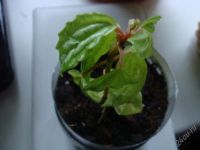 Лот: 983248. Фото: 2. Крошке Пилея Кадье требуется забота... Комнатные растения и уход