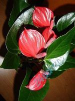 Лот: 713124. Фото: 2. Антуриум "Robino". Комнатные растения и уход