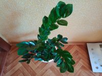 Лот: 25651980. Фото: 3. Замиокулькас (Долларовое дерево... Растения и животные