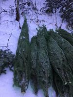 Лот: 12708573. Фото: 7. Живая новогодняя елка / ель...