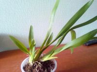 Лот: 7981849. Фото: 3. Орхидея Beallara. Растения и животные