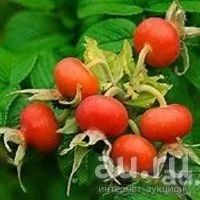 Лот: 13689497. Фото: 6. Шиповник садовый крупный, плодоносяший...