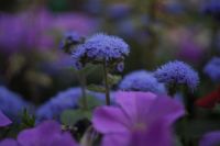 Лот: 2645422. Фото: 4. Olympus f.zuiko auto-s 38 mm f...