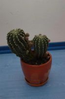 Лот: 3538462. Фото: 2. Кактус суперразмножающийся!=)). Комнатные растения и уход