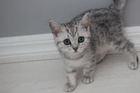 Лот: 5210116. Фото: 5. Шикарный британский котенок,девочка...