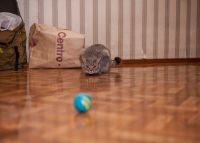 Лот: 5040278. Фото: 6. Sony 18-55mm f/3.5-5.6 E OSS...