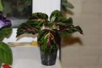 Лот: 3015865. Фото: 2. Колеус 3 (крапивка). Комнатные растения и уход