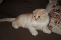 Лот: 12263078. Фото: 3. Шотландский вислоухий котик. Растения и животные