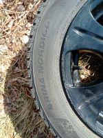 Лот: 25279590. Фото: 3. Колеса Hankook\Brina Nordico на... Авто, мото, водный транспорт