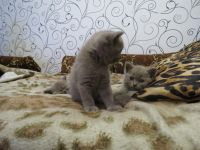 Лот: 4419586. Фото: 2. котята британцы. Животные и уход
