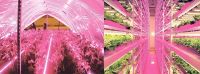 Лот: 12572440. Фото: 2. Светильник светодиодный СПБ-Т8-ФИТО... Освещение