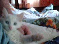 Лот: 826398. Фото: 2. Котёнок Ангорскoй кошки. Животные и уход