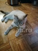 Лот: 20215530. Фото: 2. вязка кота. Услуги