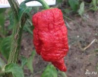 Лот: 16545587. Фото: 3. Podzilla Red. Взрослые растения... Растения и животные