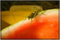 Лот: 3123705. Фото: 5. Объектив SONY DT 16-105 (3.5-5...