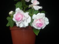 Лот: 3403673. Фото: 4. Бальзамин Apple Blossom". Красноярск