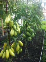 Лот: 10527633. Фото: 5. Семена экзотических томатов