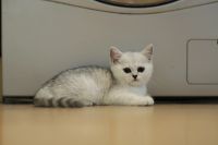 Лот: 11739407. Фото: 5. Британский котенок 2 мес - девочка1...