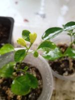 Лот: 7581300. Фото: 4. мурайя. Красноярск