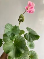 Лот: 25410981. Фото: 12. Пеларгония зональная мини, цветет