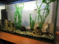 Лот: 12714806. Фото: 4. Аквариум, 90 л. Красноярск