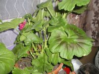 Лот: 4224405. Фото: 3. Пеларгония (герань) ярко-розовая... Растения и животные