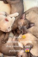 Лот: 25377166. Фото: 6. Котята Бурма