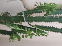 Лот: 16098031. Фото: 2. Продам гигантский мексиканский... Комнатные растения и уход