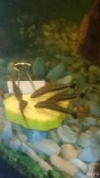 Лот: 7846482. Фото: 5. Отоцинклюс Otocinclus Affinis...