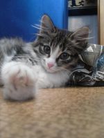 Лот: 6203003. Фото: 5. фотоаппарат samsung s1070 + карта...