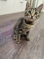 Лот: 16752804. Фото: 4. Котенок бесплатно. Красноярск