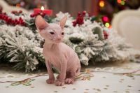 Лот: 8730563. Фото: 4. Котята сфинксы. Красноярск
