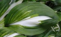 Лот: 4267486. Фото: 4. хоста 'Ундулята Унивилата'- (hosta... Красноярск