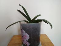 Лот: 19317815. Фото: 5. Орхидея фаленопсис цвет красно...