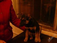 Лот: 617636. Фото: 3. нужен человек, который будет любить. Растения и животные